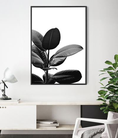 Rubber Plant Botanical Print