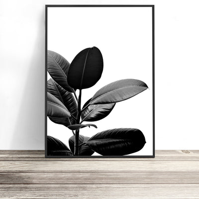 Rubber Plant Botanical Print