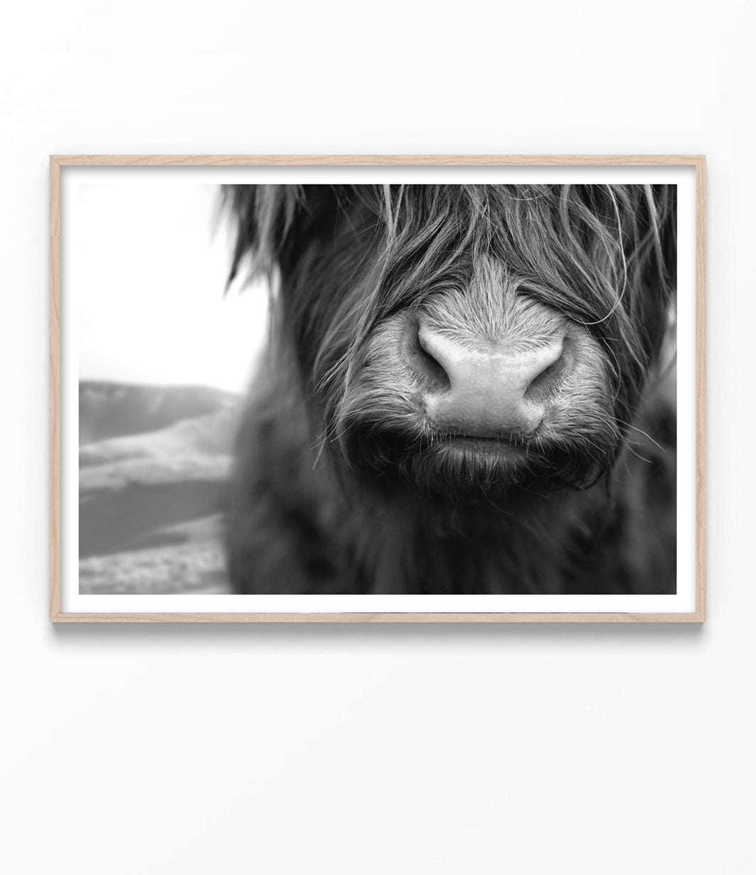 Shaggy Highland Cow Print (Black and White)