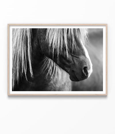 Icelandic Horse Print (Black and White)