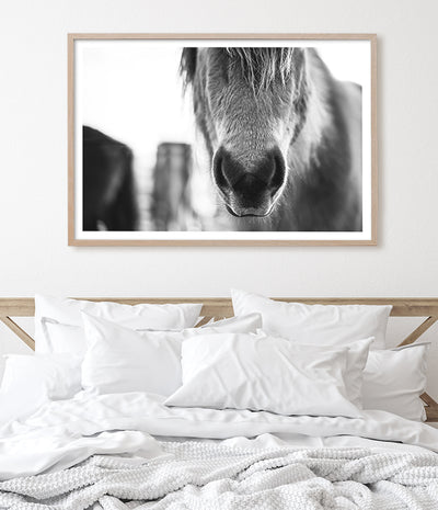 black and white horse posters australia 2