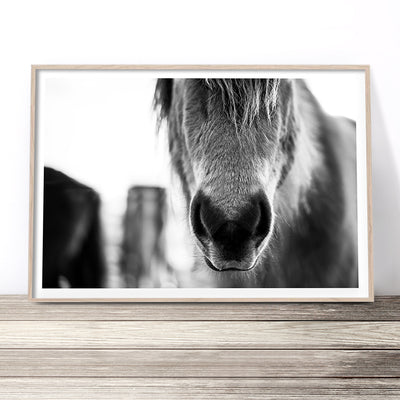 black and white horse print australia 3