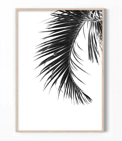 Palm Leaf Print (Black and White)