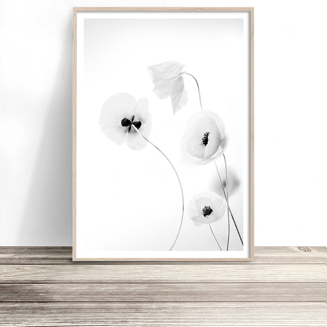 black and white poppy flower wall art print photography poster made in melbourne australia