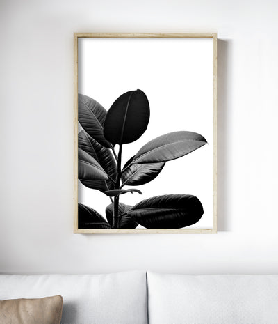 Rubber Plant Botanical Print