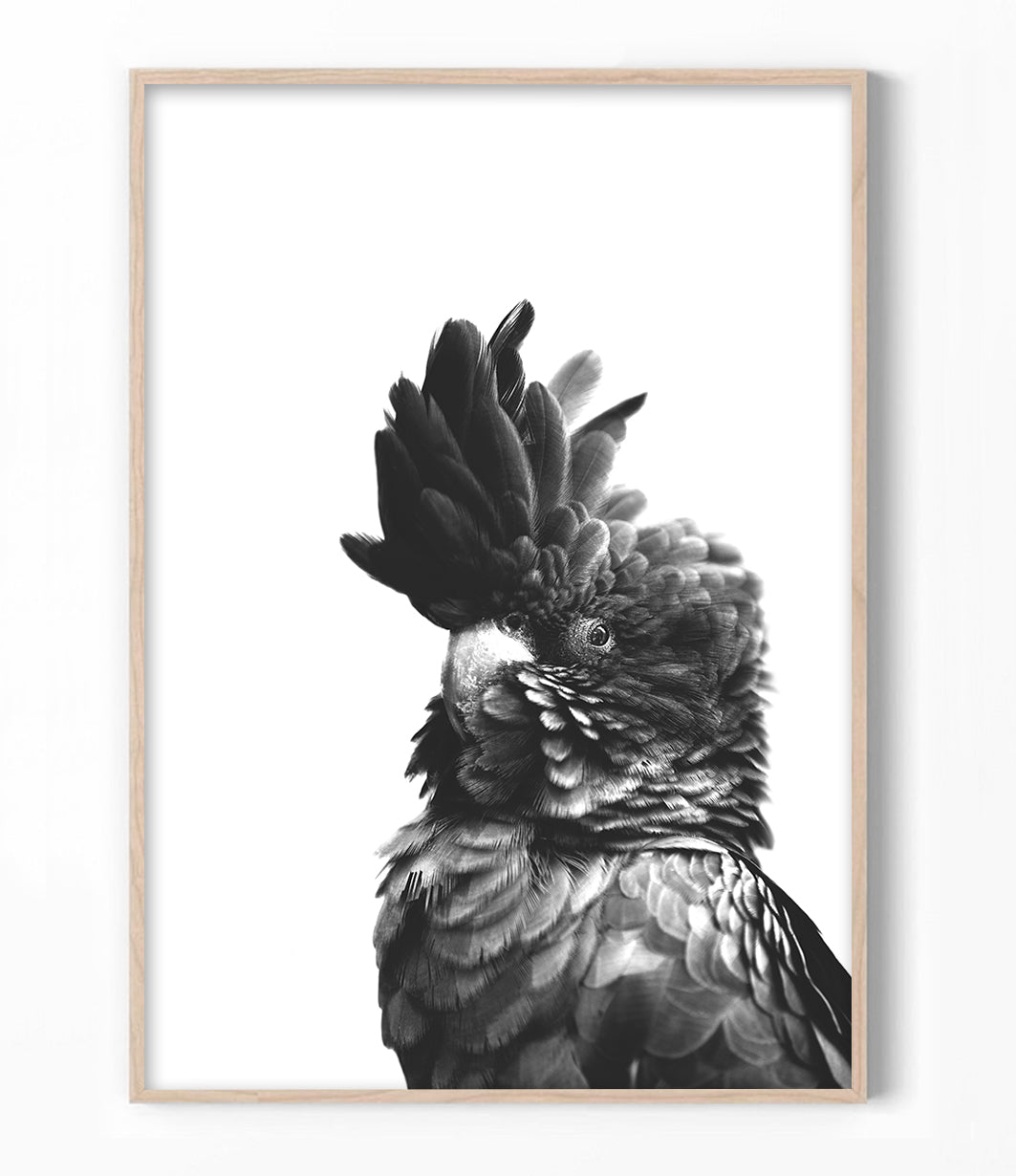 black cockatoo print australian bird art