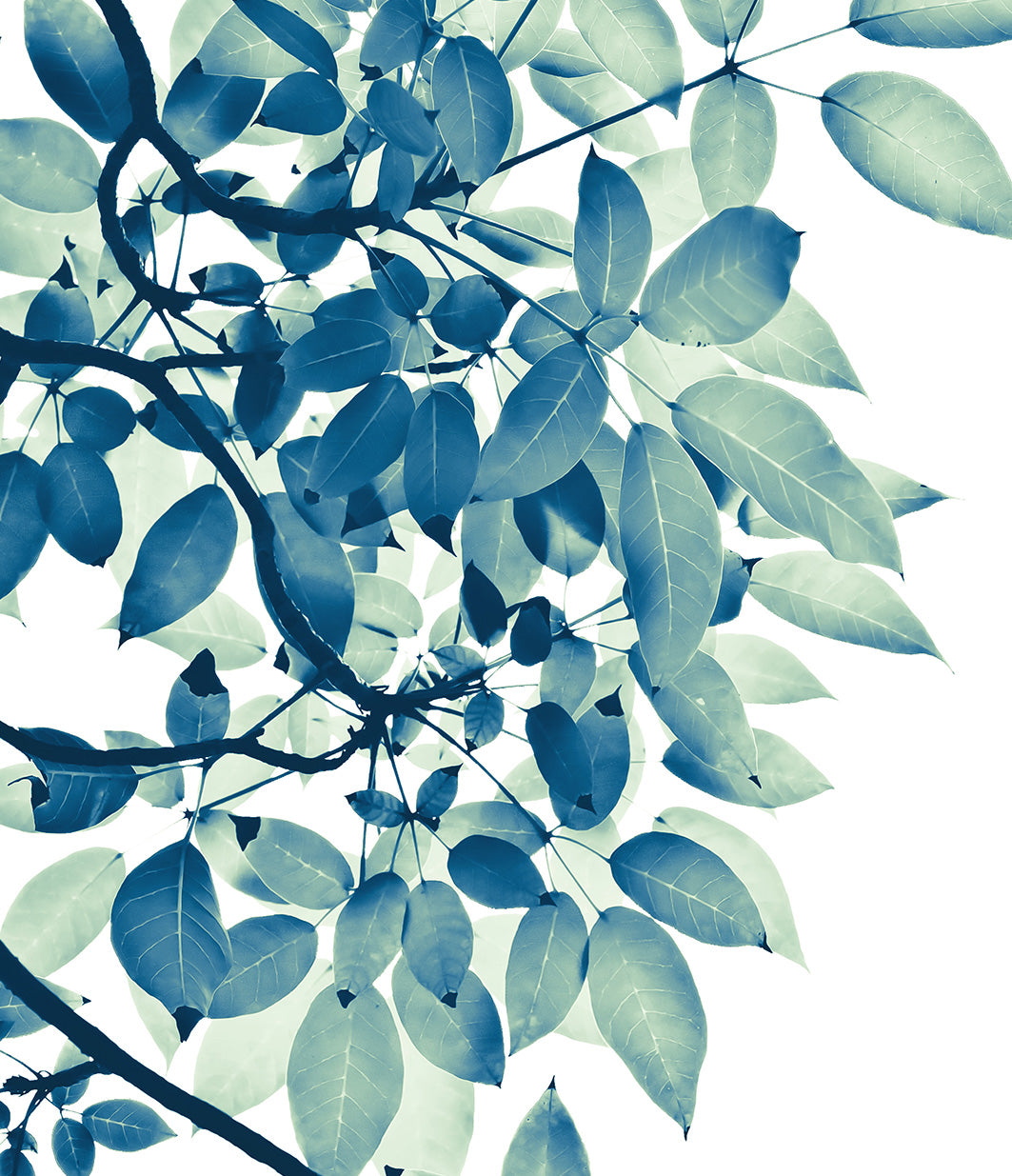 Lush Foliage Botanical Print