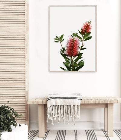 Bottlebrush Print