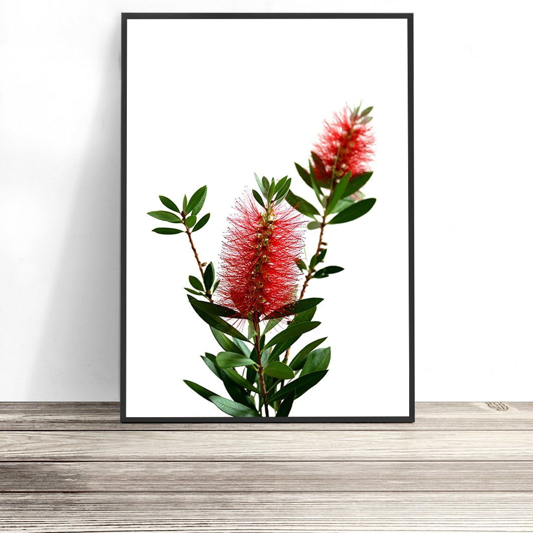 Bottlebrush Print