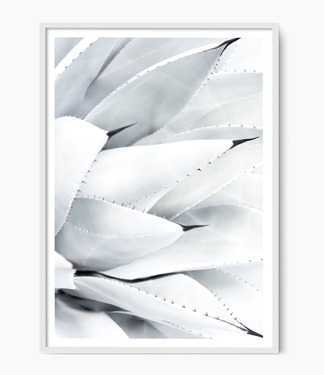 aloe vera succulent wall art print australia