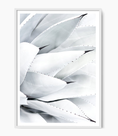 aloe vera succulent wall art print australia