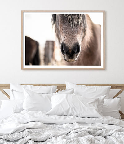 close up horse wall art print australia