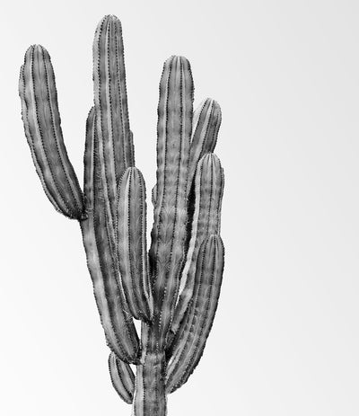 Minimalist Black and White Cactus Print