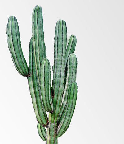 Minimalist Cactus Print