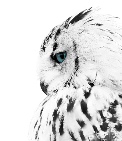 Owl Print