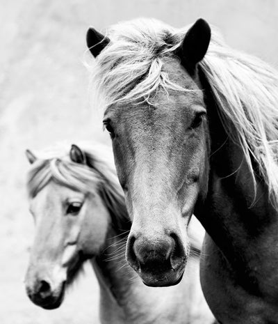 Wild Horses Print (Black and White)