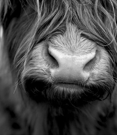 Shaggy Highland Cow Print (Black and White)