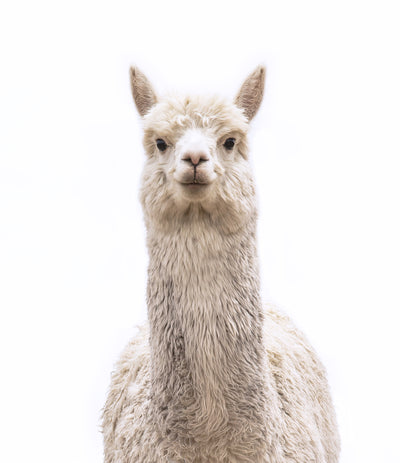 Llama Print