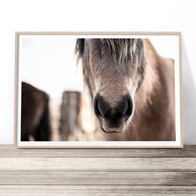 Colour horse photography print australia
