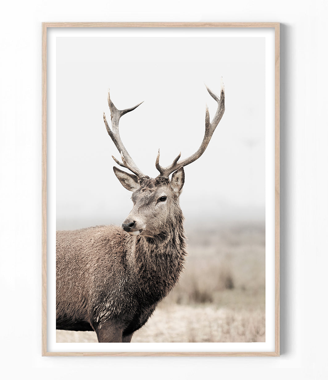 Stag Print