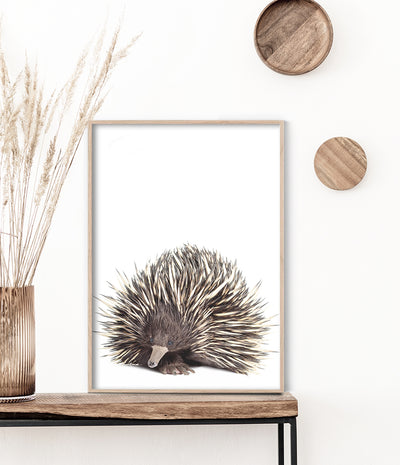 echidna-art-australian-animal-prints