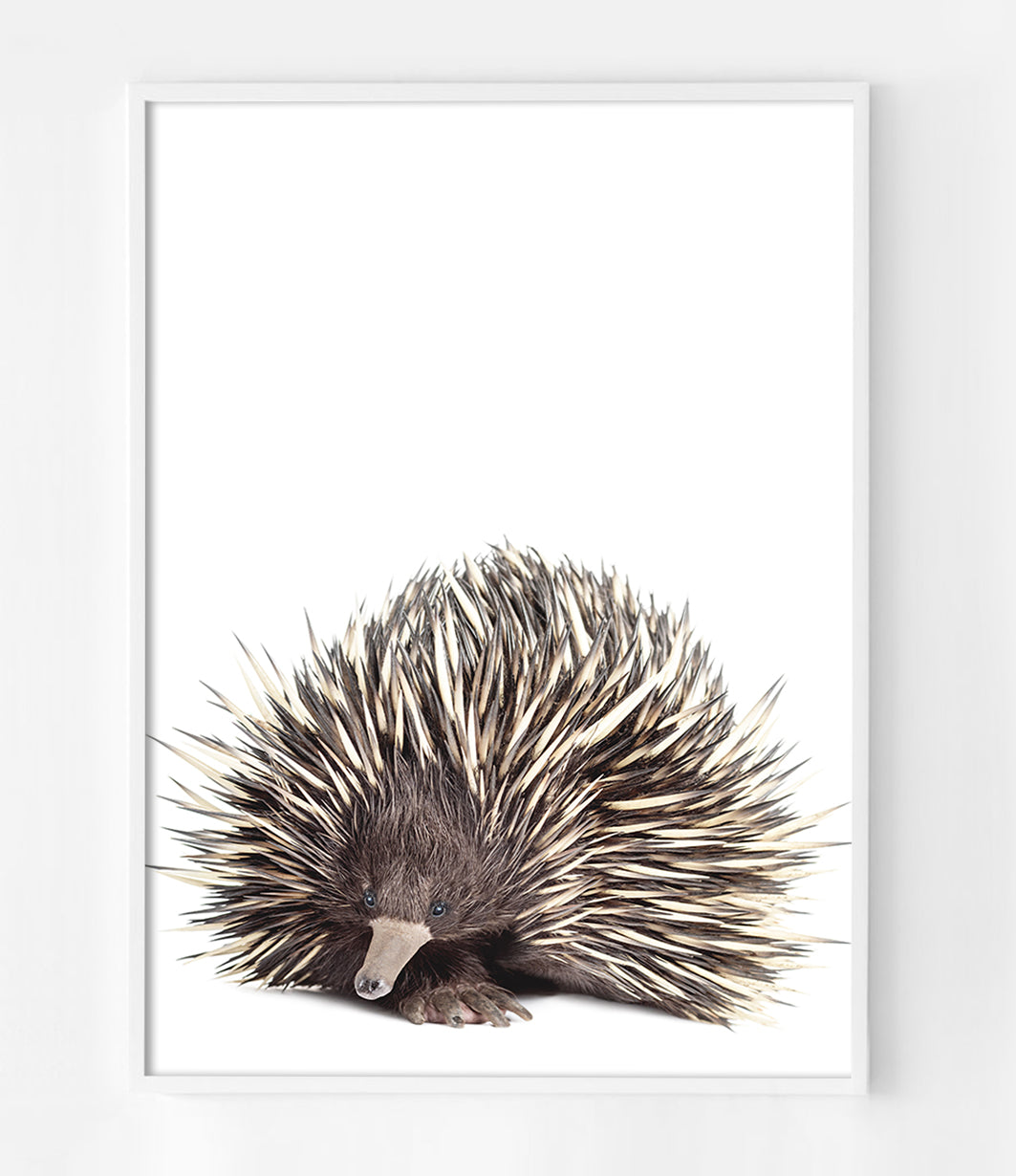 echidna-art-australian-animal-prints