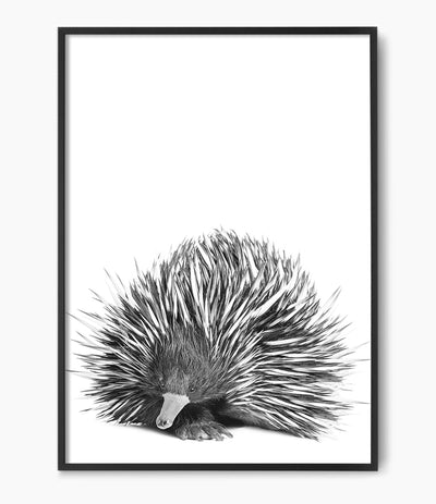 black-and-white-echidna-art-print-native-australian-animal-wall-art