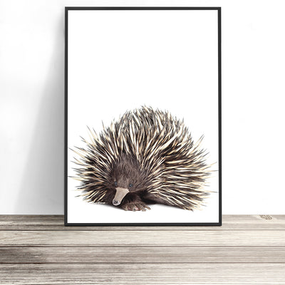 echidna-art-australian-animal-prints