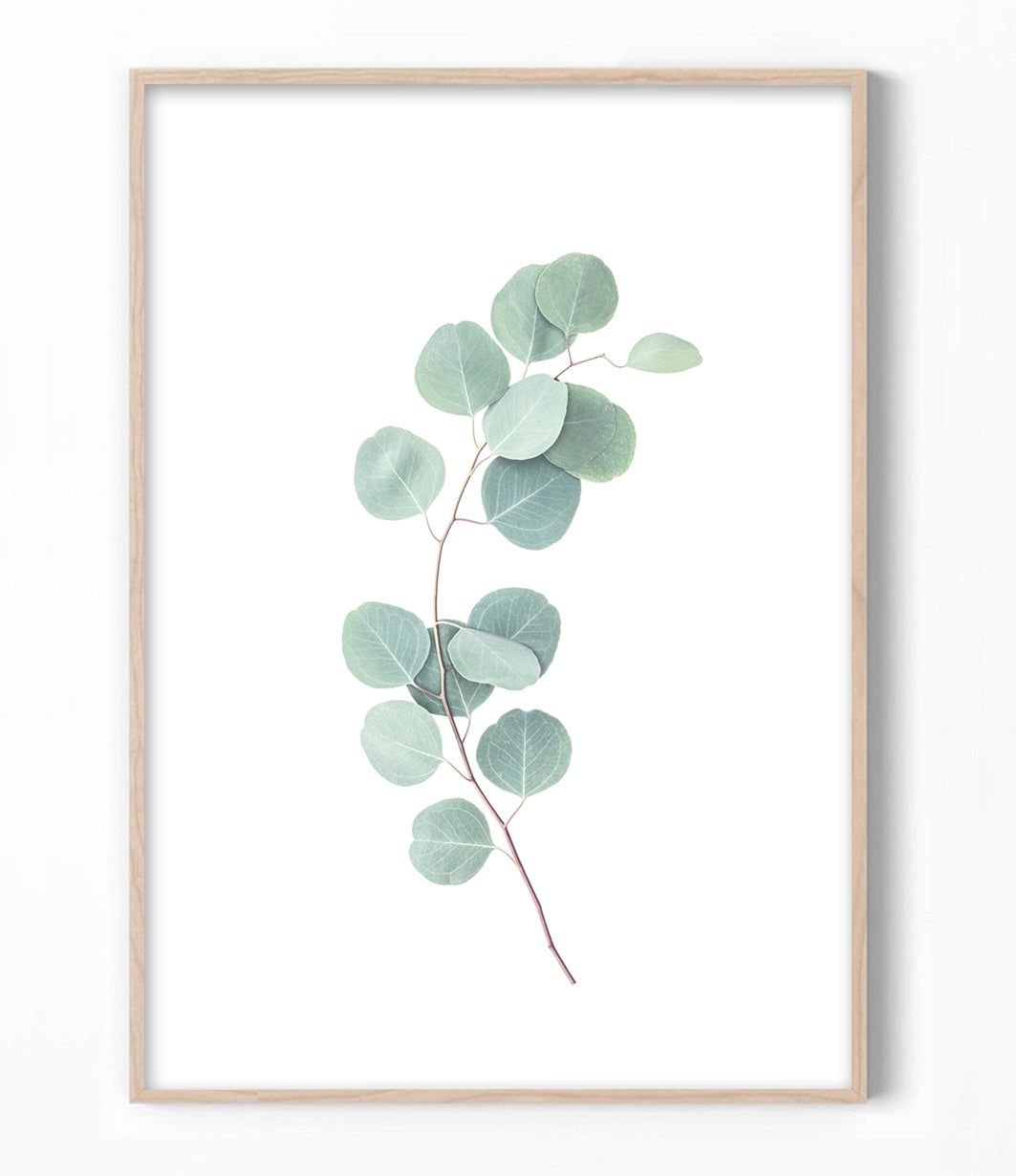 Eucalyptus Branch Print
