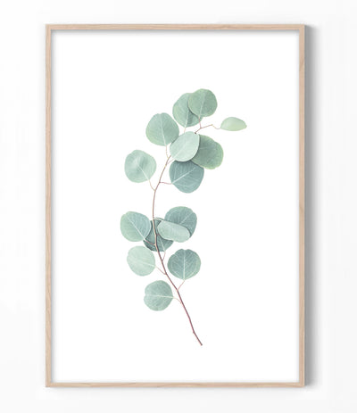 Eucalyptus Branch Print