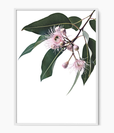 Eucalyptus Blossom Print