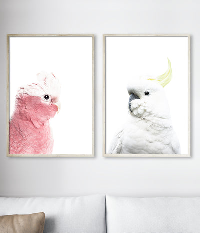 Galah Print