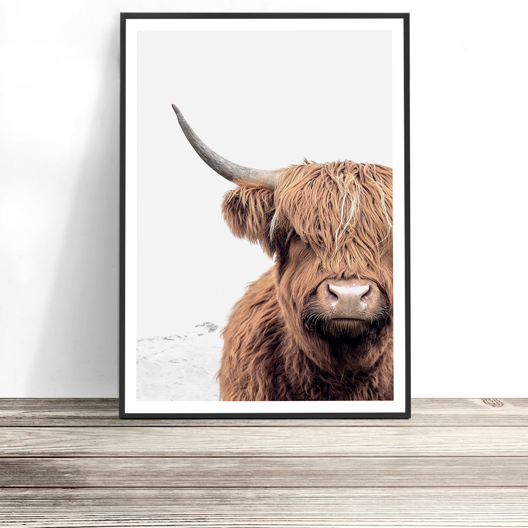 highland cow print photography wall art australia