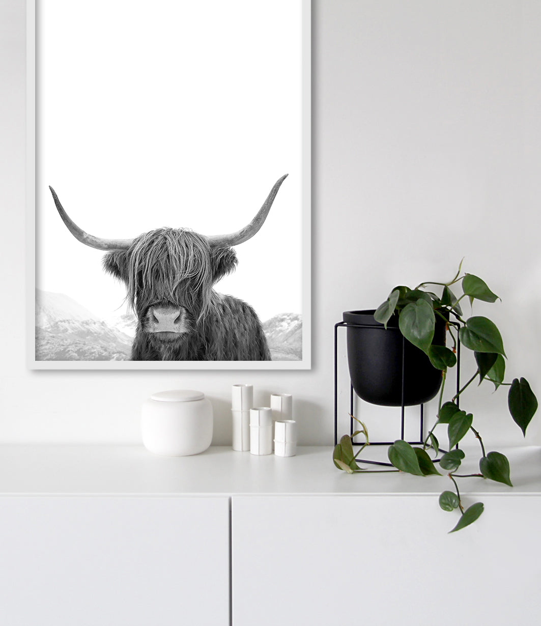 Highland Cow Photography (Black and White Portrait)
