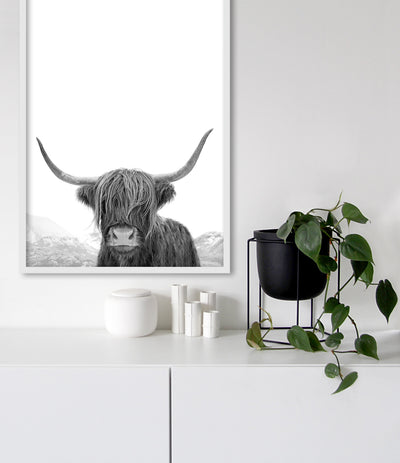 Highland Cow Photography (Black and White Portrait)
