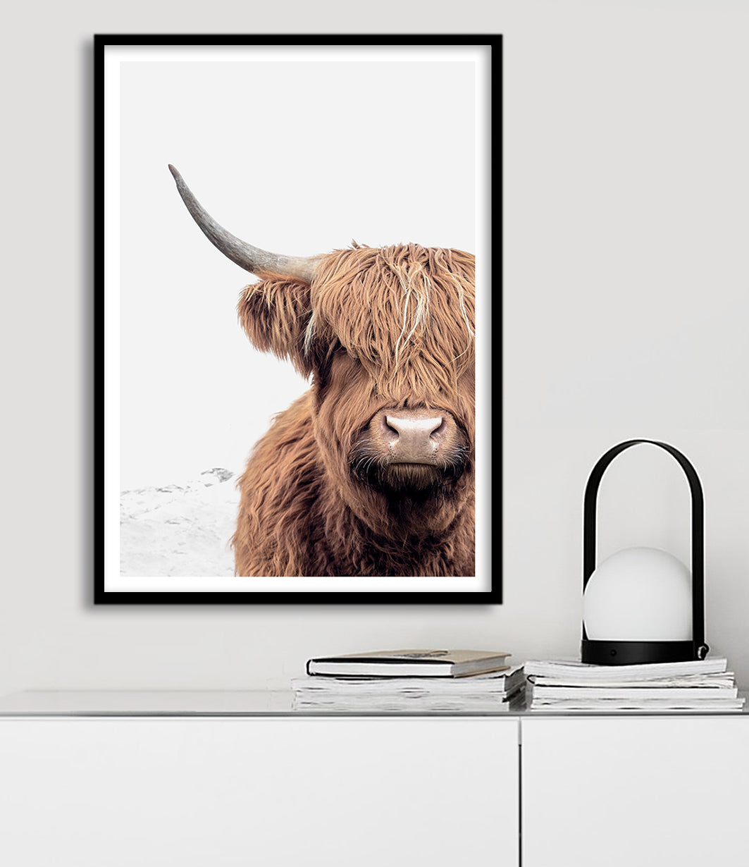 scottish highland cow wall art print