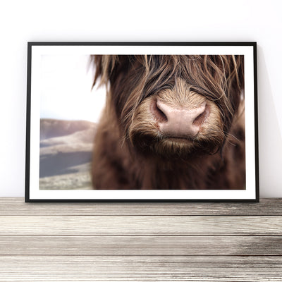 colour-highland-coow-prints-australia
