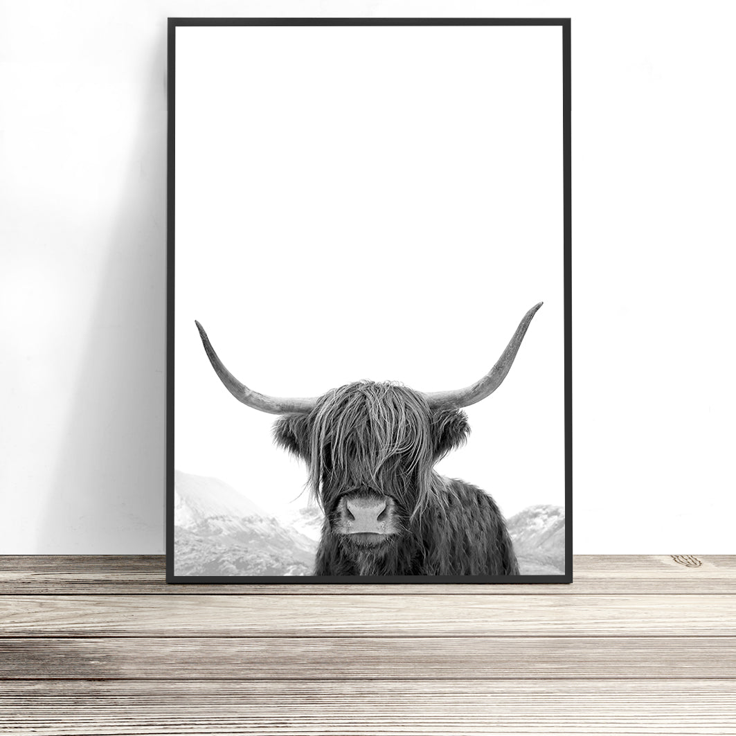 Highland Cow Photography (Black and White Portrait)