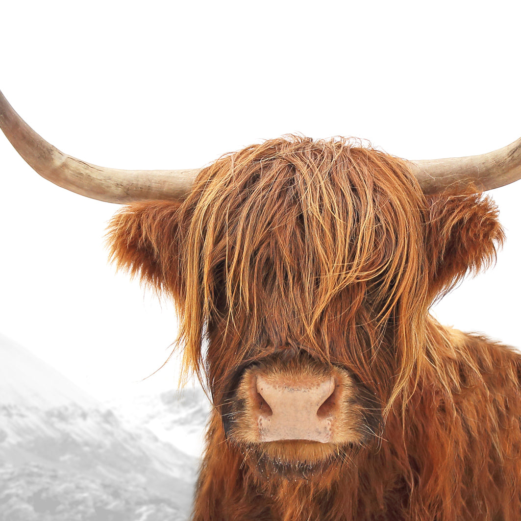 Highland Cow Art Print (Colour)