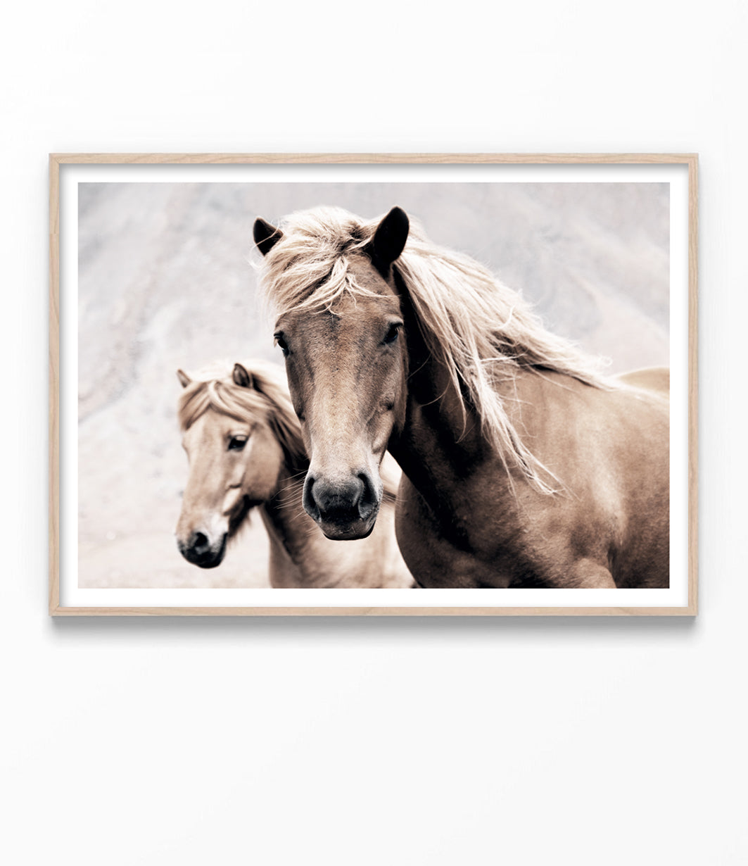 Wild Horses Print (Colour)