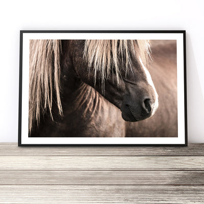 Icelandic Horse Print (Colour)