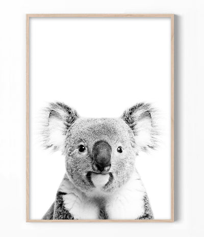 buy koala print