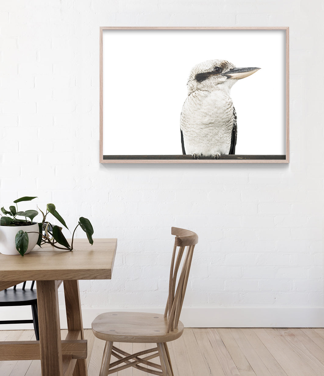 Kookaburra Print