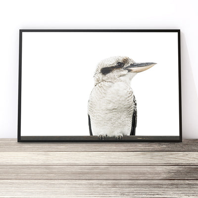 kookaburra wall art print australian bird photography artwork poster