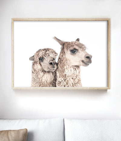 Pair of Llamas Print (Colour)