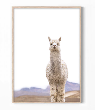 Llama Print