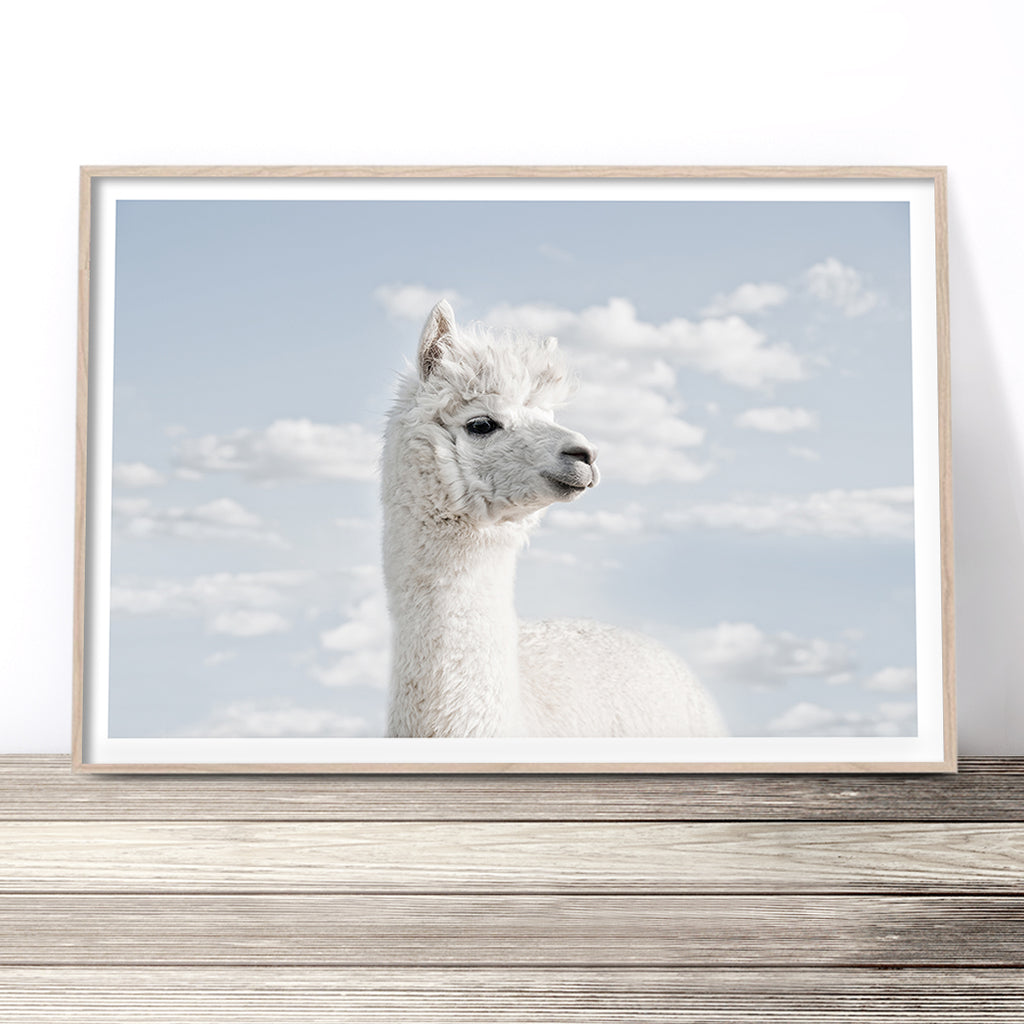 White Llama Print