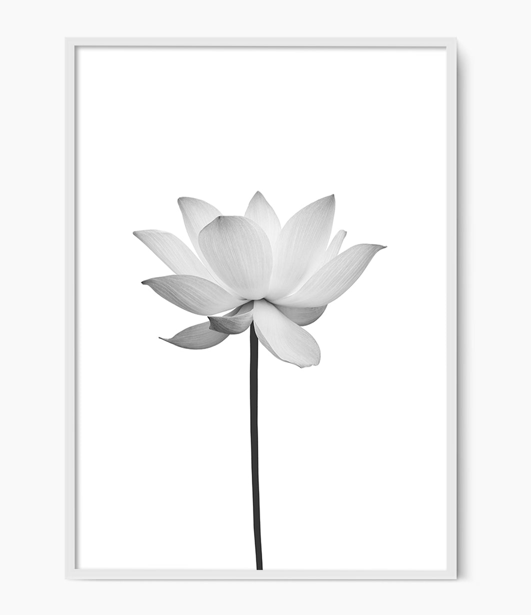 Lotus Flower Print