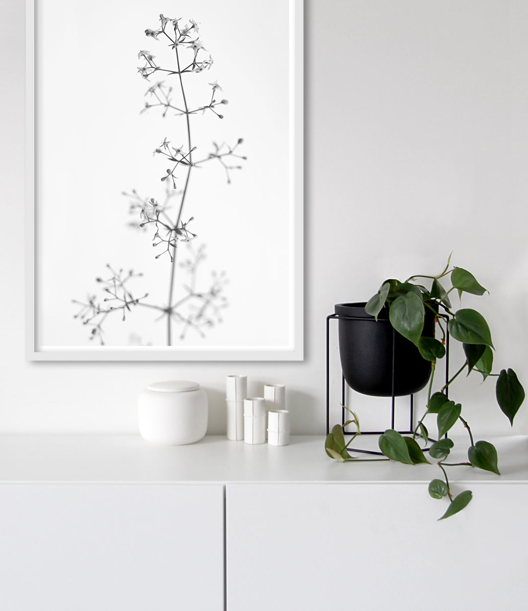 black and white flower wall art print australia