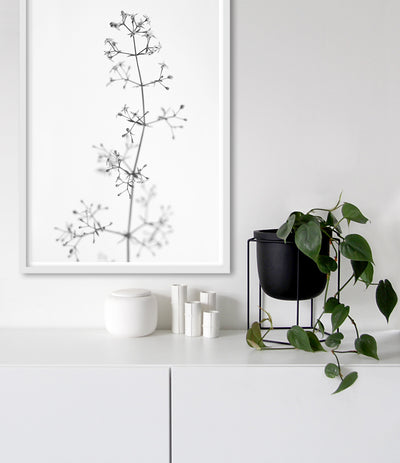 black and white flower wall art print australia